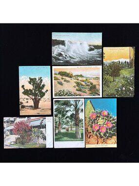 Vintage Postcard Lot California Nature Joshua Tree Desert Ocean Cactus Flowers